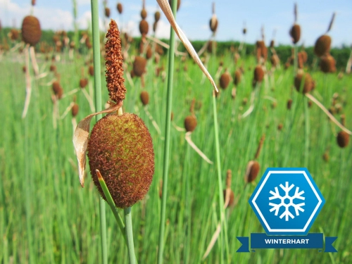 Typha minima - Zwergrohrkolben